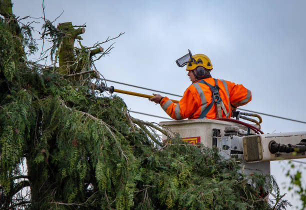  , USA Tree Care Pros